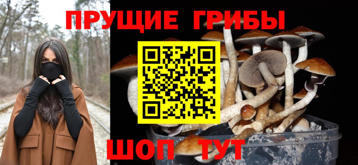 Заводоуковск  Псилоцибиновые грибы GOLDEN TEACHER  где купить наркотик  Псилоцибиновые грибы MAGIC MUSHROOMS  Вход с VPN 